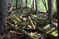 IMGP4426.JPG IMGP4426.JPG