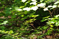 IMGP4436.JPG IMGP4436.JPG