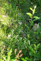 IMGP4440.JPG IMGP4440.JPG