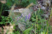 IMGP4441.JPG IMGP4441.JPG