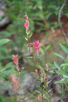 IMGP4444.JPG IMGP4444.JPG