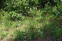 IMGP4446.JPG IMGP4446.JPG