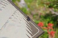 IMGP4477.JPG IMGP4477.JPG