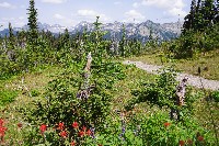 IMGP4484.JPG IMGP4484.JPG