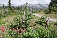 IMGP4485.JPG IMGP4485.JPG