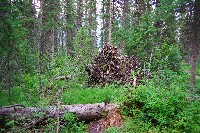 IMGP4729.JPG IMGP4729.JPG