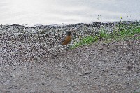 IMGP4786.JPG IMGP4786.JPG