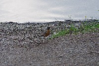 IMGP4787.JPG IMGP4787.JPG