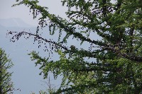 IMGP5068.JPG IMGP5068.JPG