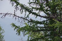 IMGP5069.JPG IMGP5069.JPG