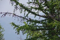 IMGP5070.JPG IMGP5070.JPG