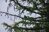 IMGP5071.JPG IMGP5071.JPG