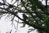 IMGP5072.JPG IMGP5072.JPG