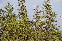 IMGP5423.JPG IMGP5423.JPG