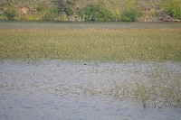 IMGP5441.JPG IMGP5441.JPG