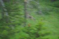 IMGP5468.JPG IMGP5468.JPG