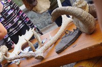 IMGP5474.JPG IMGP5474.JPG