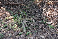 IMGP5631.JPG IMGP5631.JPG