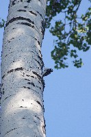 IMGP6061.JPG IMGP6061.JPG