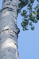 IMGP6062.JPG IMGP6062.JPG