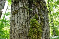 IMGP6090.JPG IMGP6090.JPG