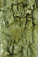 IMGP6093.JPG IMGP6093.JPG