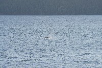 IMGP6214.JPG IMGP6214.JPG