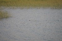 IMGP5438.JPG IMGP5438.JPG